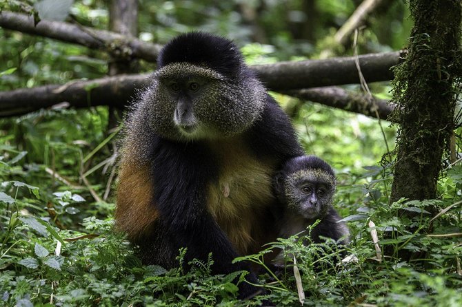 Gishwati Natural Forest in Rwanda & Lake Kivu Tour - Operator Details