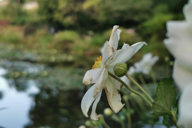 Giverny Auvers Sur Oise Private Tour - Monet and Van Goghs Homes