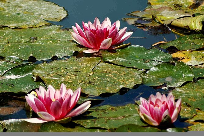 Giverny Claude Monets House & Gardens Small-Group From Paris by Minivan - Tour Highlights