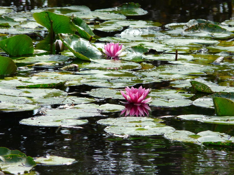 Giverny, Monets Gardens, and Versailles Tour from Paris - Versailles: grand rooms, a guided route, and garden time