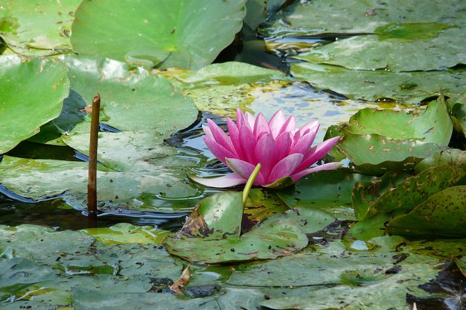 Giverny & Monets House From Paris Audio Guided Half-day Tour - Exploring Monets House and Gardens