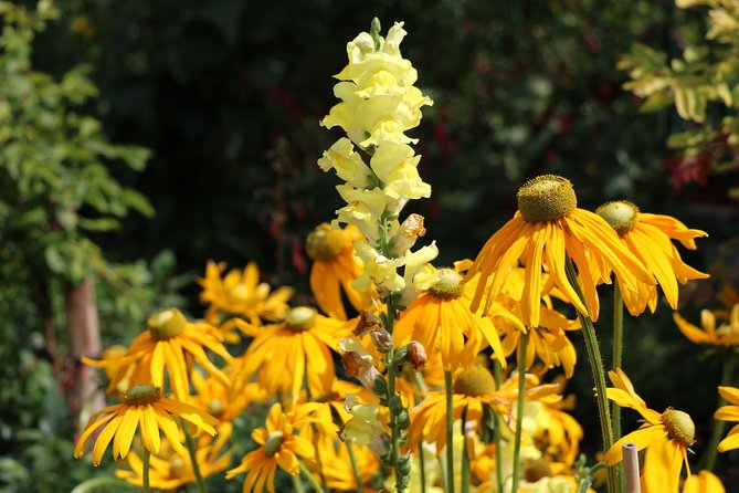 Giverny Private Half-Day Trip Including Claude Monet Gardens & House From Paris - Reviews