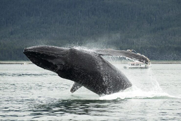 Glacier Bay: Glacier and Wildlife Catamaran Tour - Highlights and Experience