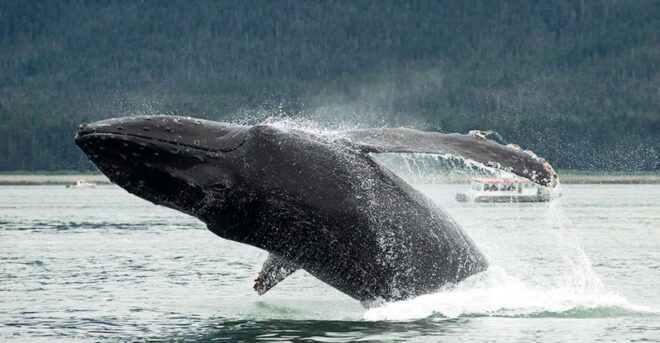 Glacier Bay: Glacier and Wildlife Catamaran Tour - Wildlife and Nature