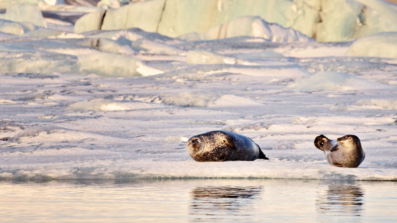 Glacier Lagoon and northern lights tour from Reykjavik - A long South Coast day from Reykjavik