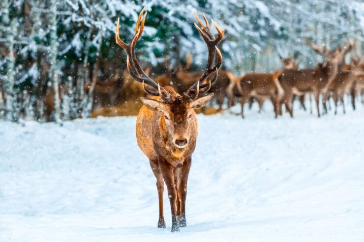 Glacier National Park: Self-Guided Driving Tour - Tour Inclusions and Features