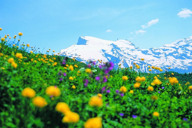Glacier Paradise Mount Titlis Guided Tour From Zurich Including Lucerne - Tour Reviews and Positive Feedback