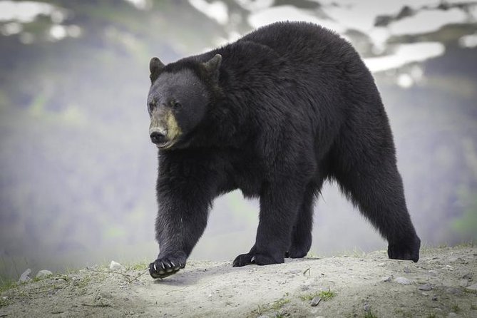 Glacier & Wildlife Discovery Tour - Positive Experiences and Highlights