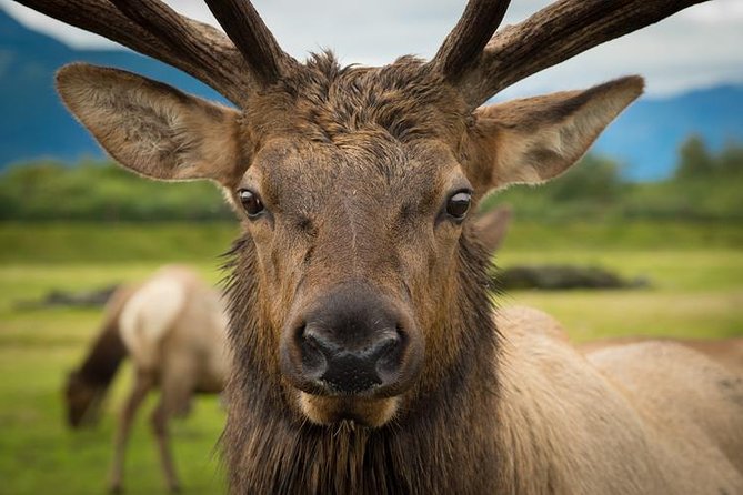 Glacier & Wildlife Discovery Tour - Common Questions