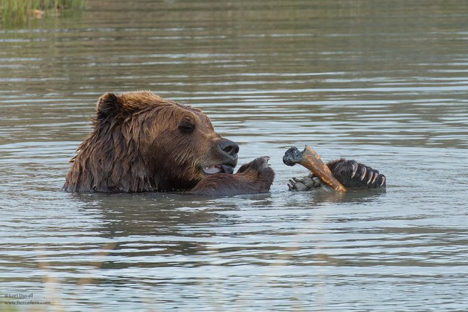 Glaciers and Wildlife: Super Scenic Day Tour From Anchorage - Up-Close Look at Alaskan Wildlife