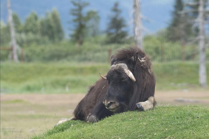 Glaciers and Wildlife: Super Scenic Day Tour From Anchorage - Glaciers and Tundra Wildlife