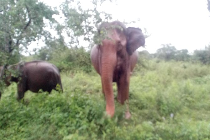 Glamour of Sri Lanka 8 Days - Inclusions and Transportation