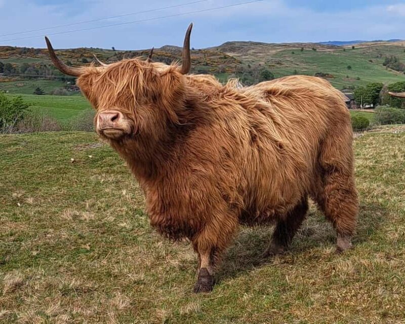 Glasgow: Highland Cow Trailer Tour with home baking - Good To Know