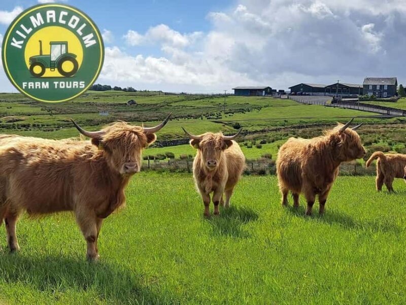 Glasgow: Highland Cow Trailer Tour with home baking - An Authentic Glimpse into Scottish Farm Life