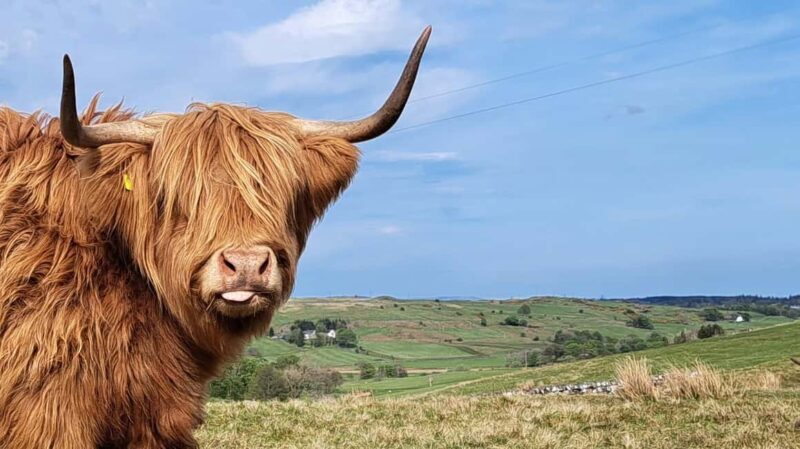 Glasgow: Highland Cow Trailer Tour with home baking - The Experience in Focus: Why It Works