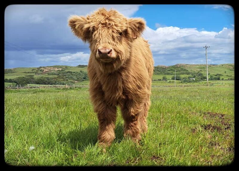 Glasgow: Highland Cow Trailer Tour with home baking - Final Thoughts