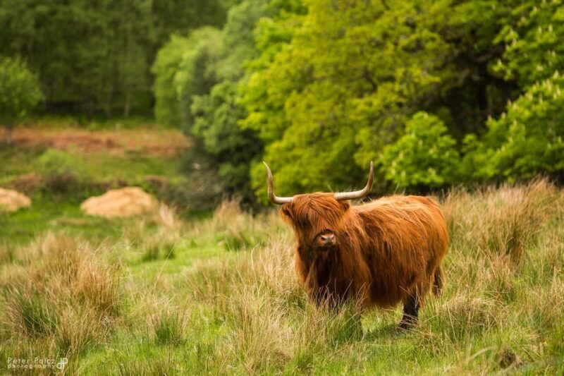 Glasgow: Loch Ness, Glen Coe, Hairy Coos & The Highlands - Good To Know