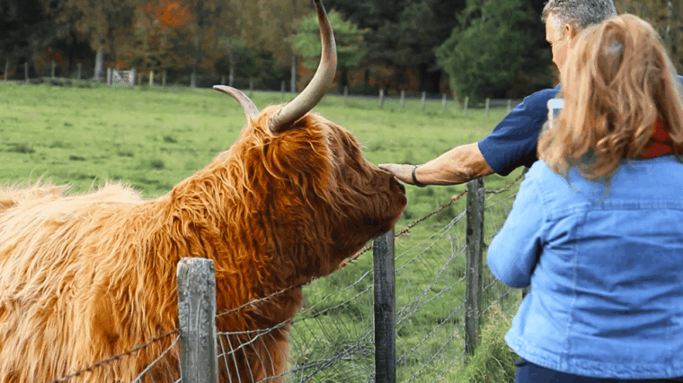 Glasgow: Loch Ness, Glen Coe, Hairy Coos & The Highlands - Scenic Drive Through Cairngorms National Park