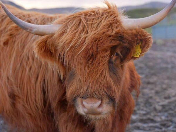 Glasgow: Loch Tulla, Fort Willian, GlenFinnan Private Tour - Frequently Asked Questions