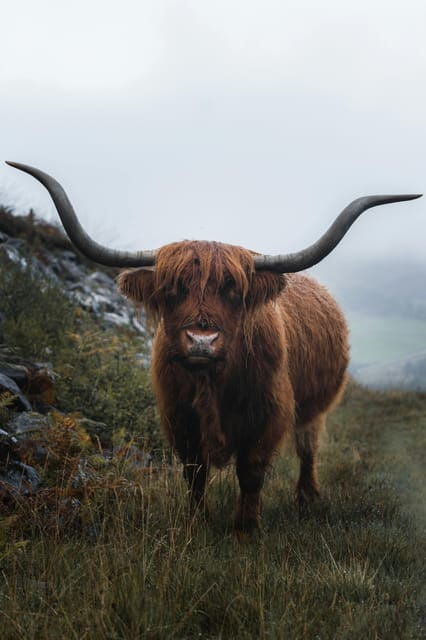 Glasgow Shore Excursion Incl. Loch Lomond and the Trossachs - The Itinerary in Detail