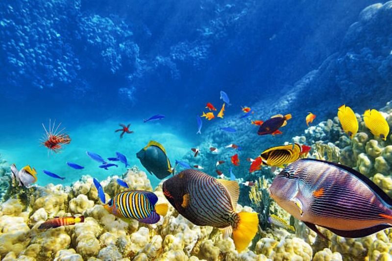 Glass Boat and Parasailing with Watersports in Hurghada - Is $36 good value?