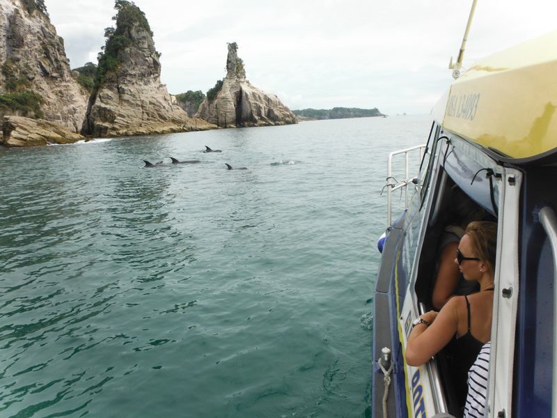 Glass Bottom Boat Cruise at Cathedral Cove in New Zealand - What two hours gives you