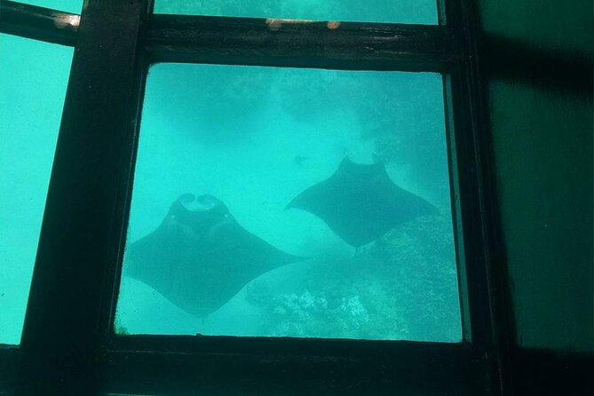 Glass-Bottom Boat Cruise From Waikoloa - Positive Feedback