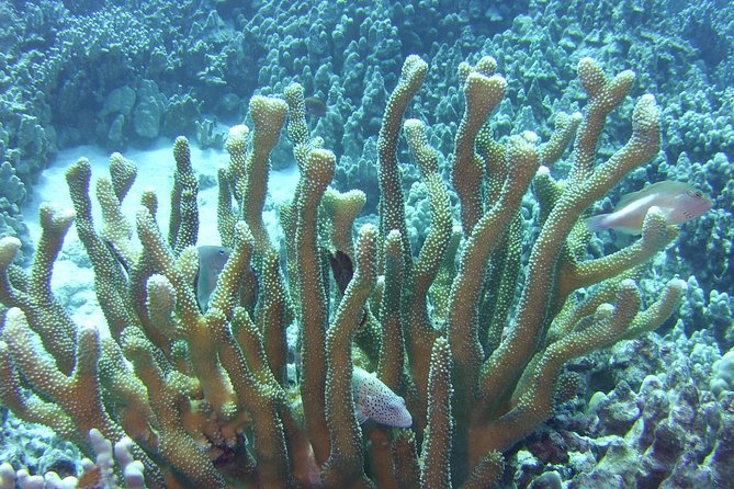 Glass-bottom Boat Reef Tour - Areas for Improvement