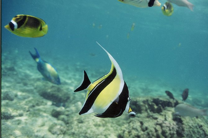 Glass-bottom Boat Reef Tour - Common Questions
