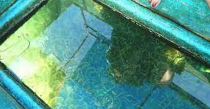 Glass Bottom Boat Ride in Trincomalee - Activity Overview