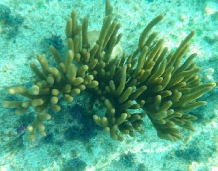 Glass Bottom Boat Ride in Trincomalee - Booking Details