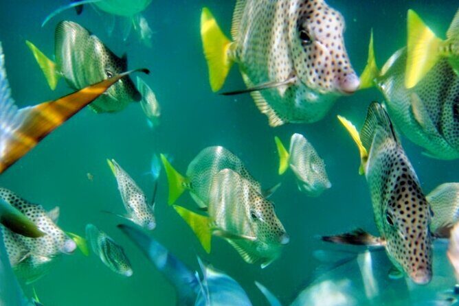 Glass Bottom Boat Sightseeing Tour in Cabo San Lucas - The Basics of the Glass Bottom Boat Tour