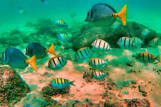 Glass Bottom Boat Sightseeing Tour in Cabo San Lucas - Who Should Consider This Tour?