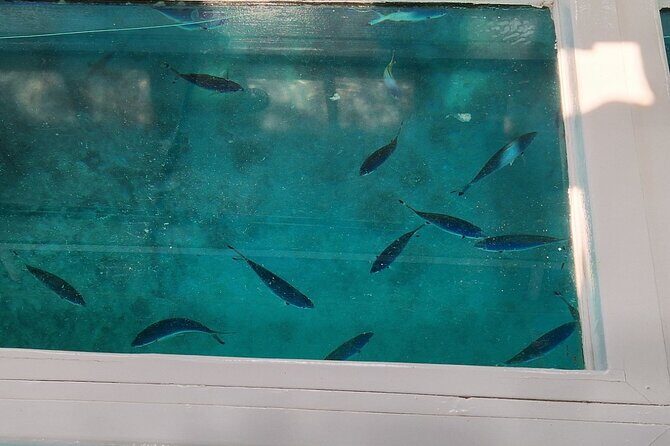 Glass-bottom boat tour to Punta Cana - The Reality of the Glass-Bottom Boat Experience