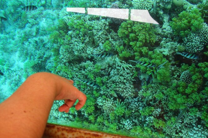 Glass Bottom Boat Trip in Dahab - Good To Know