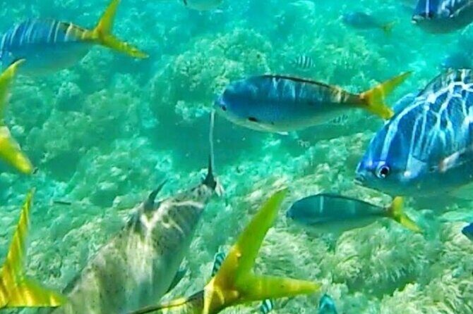 Glass Bottom Boat Water Activity in Montego Bay Jamaica - FAQ  