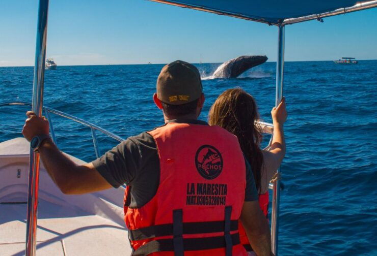 Glass Bottom Boat Whale Watching - Experience Highlights