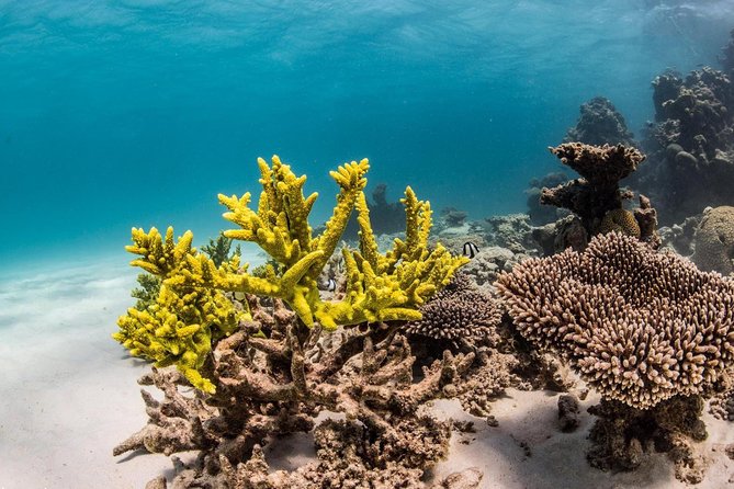 Glass-Bottomed Boat Reef Tour With Snorkeling, Coral Bay - Tour Overview and Features