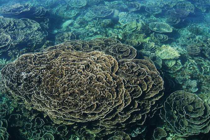 Glass-Bottomed Boat Reef Tour With Snorkeling, Coral Bay - Inclusions and Logistics