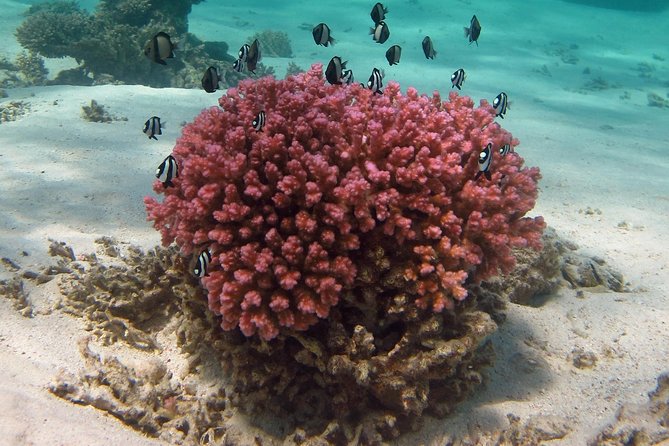 Glass-Bottomed Boat Reef Tour With Snorkeling, Coral Bay - The Sum Up
