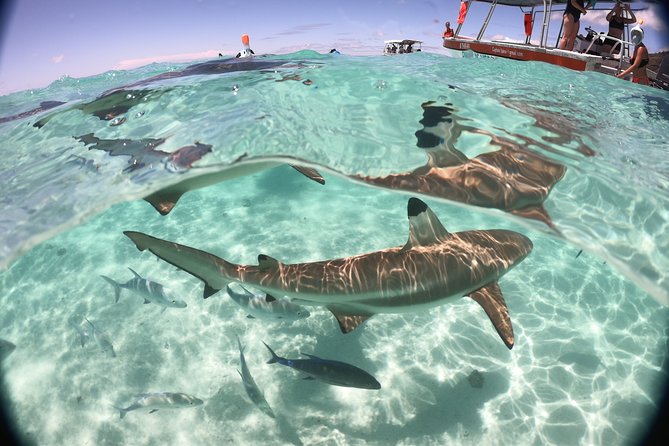 Glass-Bottomed Boat Tour With Lunch and Snorkeling, Moorea - Glass-Bottomed Boat Tour Availability