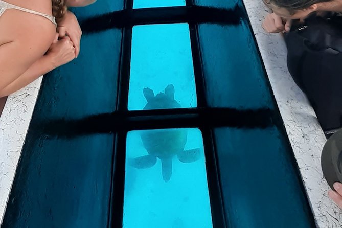 Glass-Bottomed Boat Tour With Lunch and Snorkeling, Moorea - Swimming With Sharks and Stingrays Experience