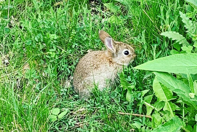 Glencoe, Central Highlands, Rob Roy, Whisky, Private Tour - Private Tour: Tailored Experience for a Personal Touch