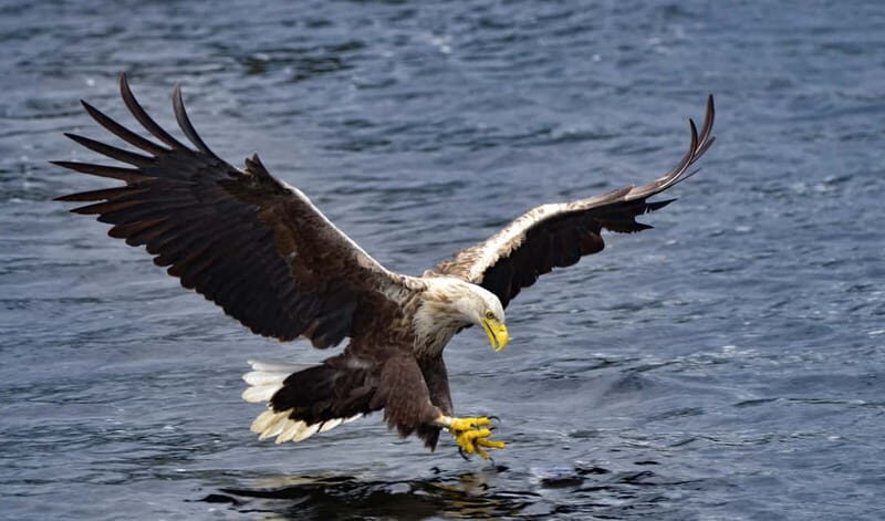 Glenfinnan: Cruise on Loch Shiel Glenfinnan to Gaskan area - Pricing & Value