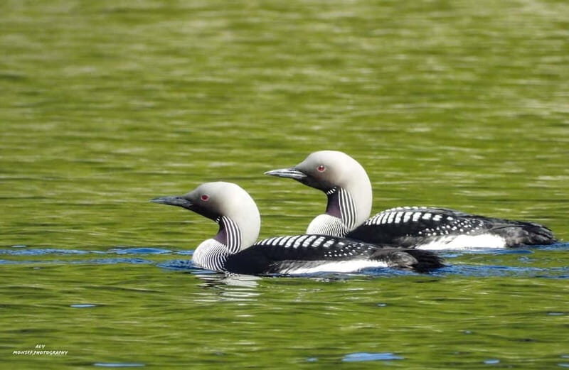 Glenfinnan: Glenaladale cruise, see the train and eagles 2hr - Good To Know