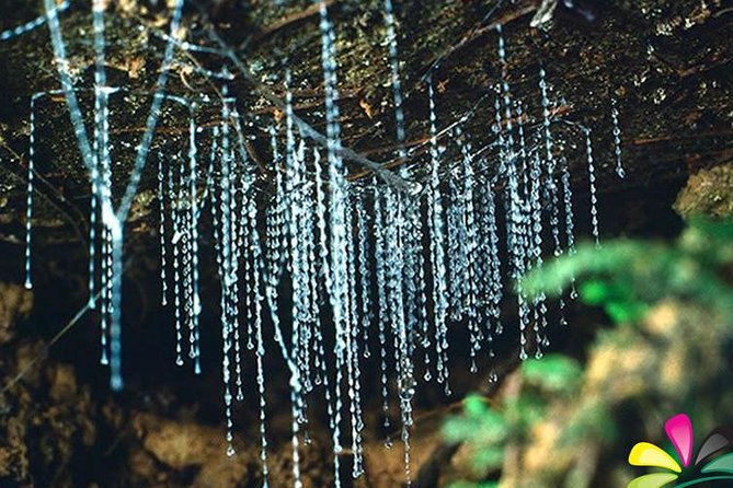 Glow Worm Evening Eco-Adventure From the Gold Coast - Refund Policy