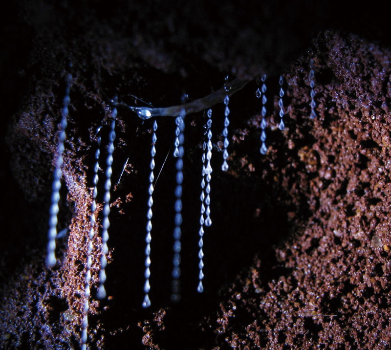 Glow Worm Tour Gold Coast with Japanese-Speaking Guide - Seeing the stars above Springbrook