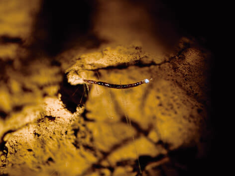 Glow Worm Tour Gold Coast with Japanese-Speaking Guide - What the Japanese-speaking guide adds