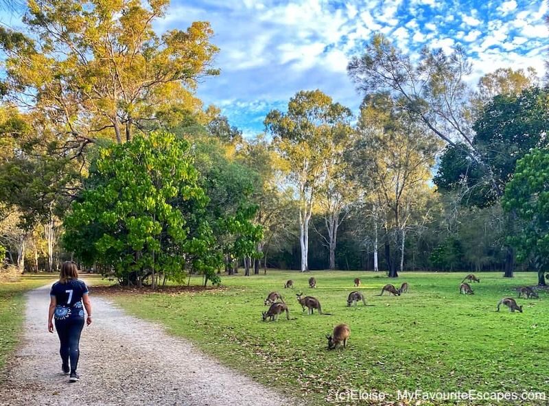 Glow Worms and Mount Tamborine Day Tour - Curtis Falls adds a real bush walk