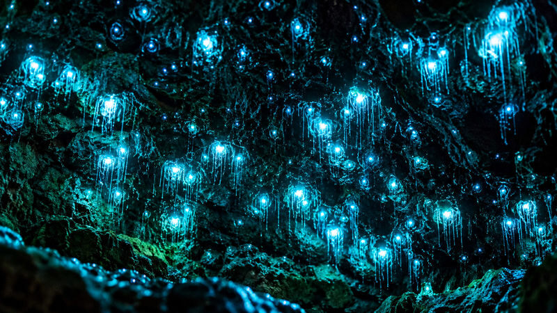 Glow Worms and Mount Tamborine Day Tour - Eagle Heights gives you room to choose